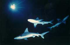 The Depths of the Pacific tank is also home to many species of sharks. � David Wrobel/ Colorado�s Ocean Journey. 
