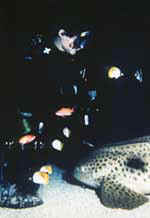 It�s lunchtime in the Depths of the Pacific. Doing the rounds, aquarist Libby Vincent feeds her zebra shark. � Amy Barnes Frey/ Colorado�s Ocean Journey.