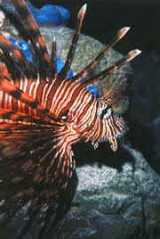 Discover the spectactular colours of underwater life, including this extremely venomous yet stunningly beautiful lionfish. Copyright Scott Dressel-Martin/Colorado's Ocean Journey
