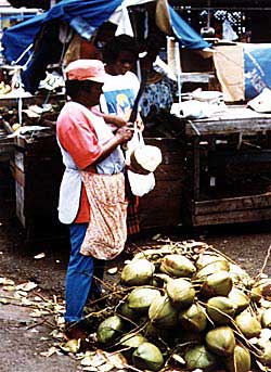 Coconut water 50�! A few slashes with the machete is all it takes. Copyright Jim Johnson.