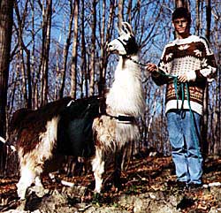 copyright Wyldewood Farms, Garth & Karen Gourlay