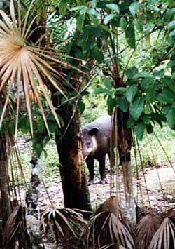 Peccaries - a kind of wild pig - are easily heard as they crash through undergrowth. Copyright Jim Johnson