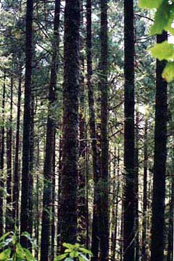 Oyamel firs stand tall in the Transvolcanic Belt in Central Mexico, part of Mexico's Sierra Madre mountains. Copyright Debbi Florence, 1999