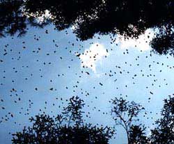 Not falling leaves nor soaring birds, but butterflies - flit gracefully through the air. Copyright Debbi Florence, 1999