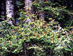 Monarchs cover branches throughout the forest, draping the trees in a blanket of orange. Copyright Debbi Florence, 1999