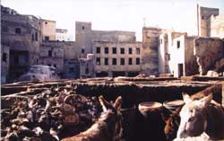 Donkey's parking lot. Copyright: Victoria Brooks, 1999.