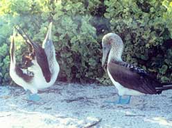 Blue-footed booby birds skypoing their courtship dance of love. Copyright: Sharon Lloyd Spence, 1999.