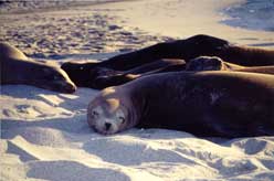 Sea lions live in harems, sleeping on the beach near the sea. Copyright Sharon Lloyd Spence, 1999.