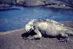 A Galapagos Island marine iguana sunning after a swim. Copyright Sharon Lloyd Spence, 1999.