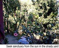 Seek sanctuary from the sun in the shady yard. Copyright N. Harrison, 1999